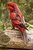 /album/lori-carkovany-blue-streaked-lory/lori-carkovany-4-jpg/